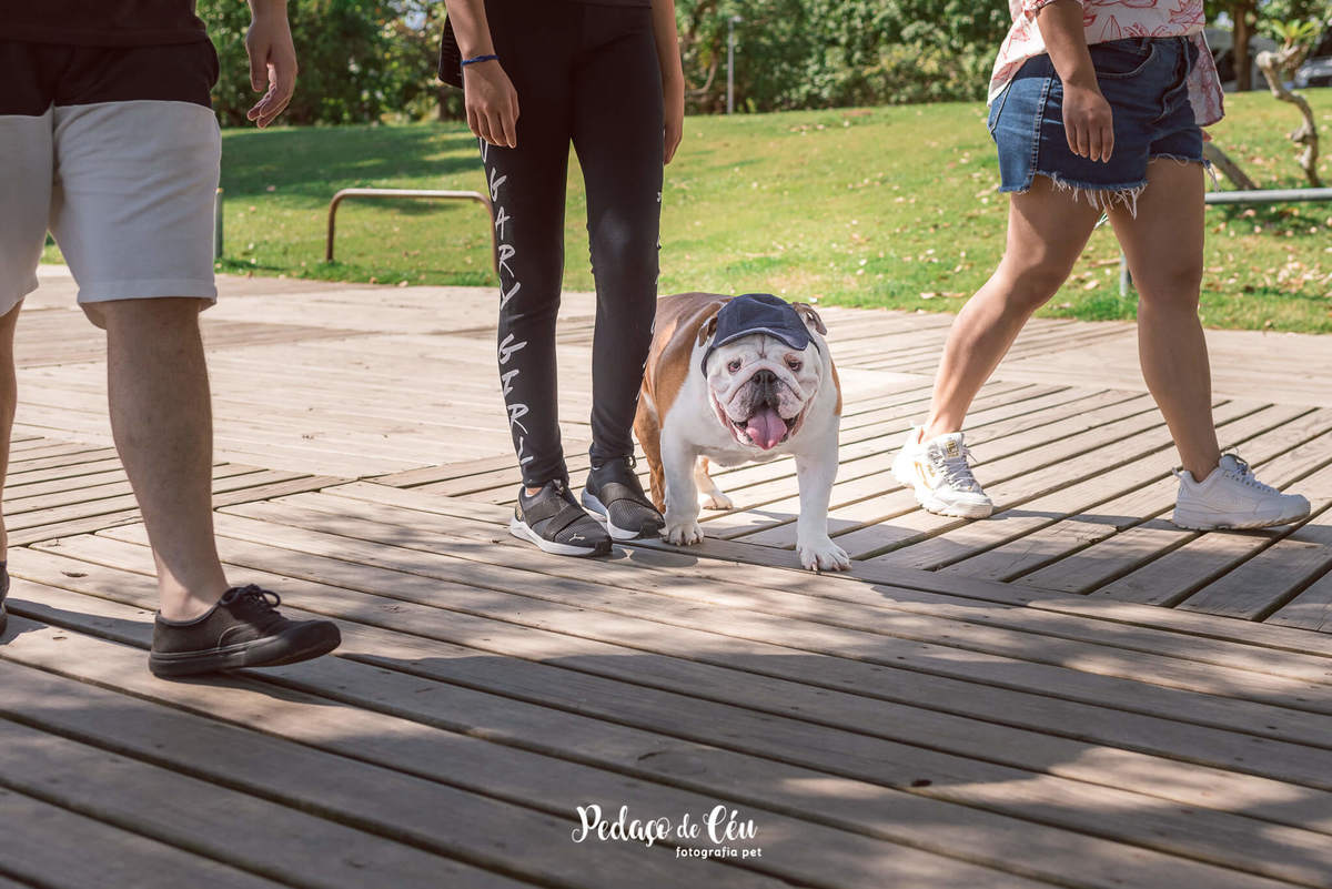 Fotografia pet Bulldog inglês rj - Aterro do Flamengo