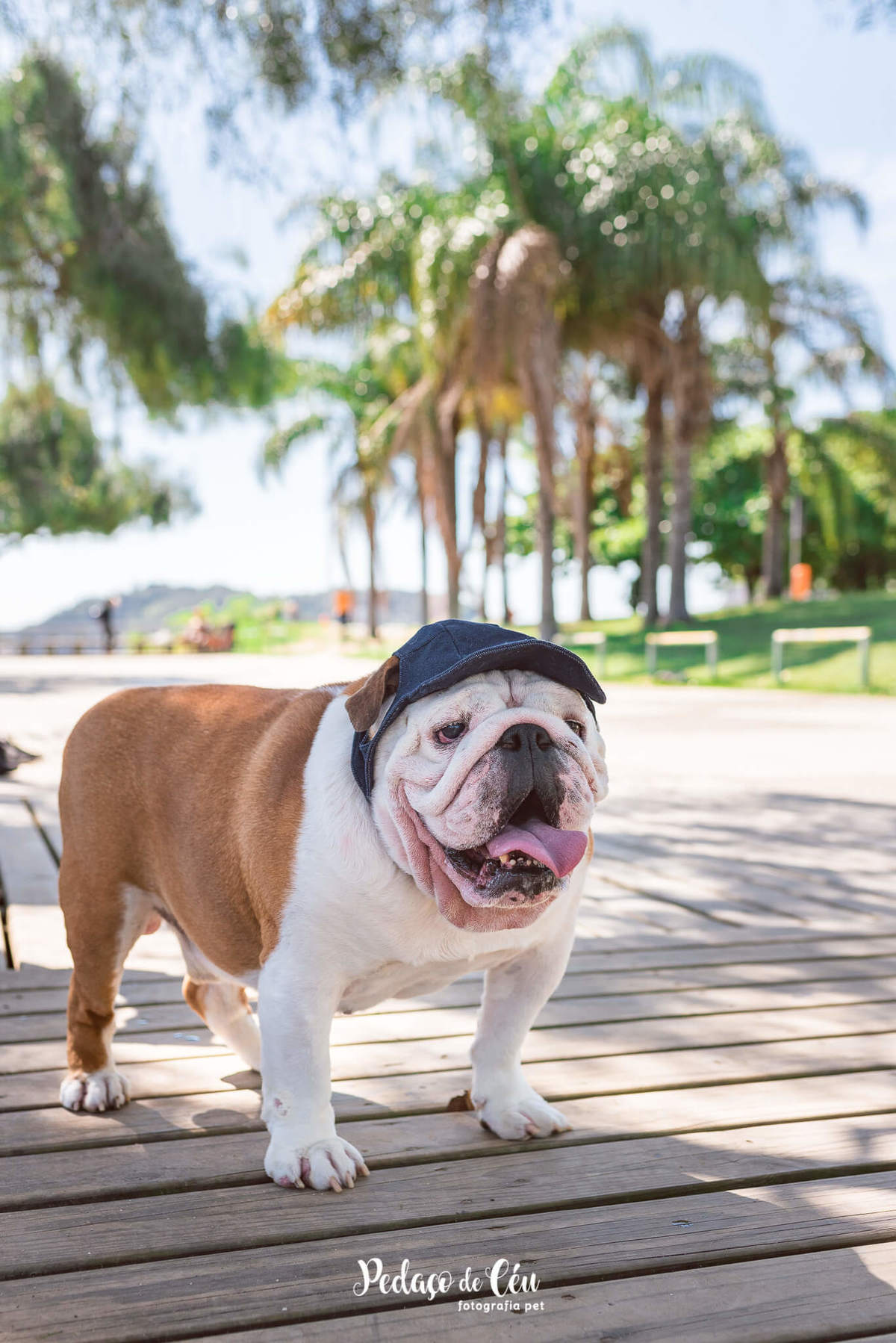 Fotografia pet Bulldog inglês rj - Aterro do Flamengo