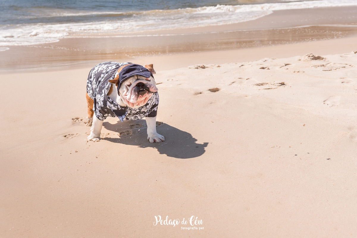 Fotografia pet Bulldog inglês rj - Praia do Flamengo