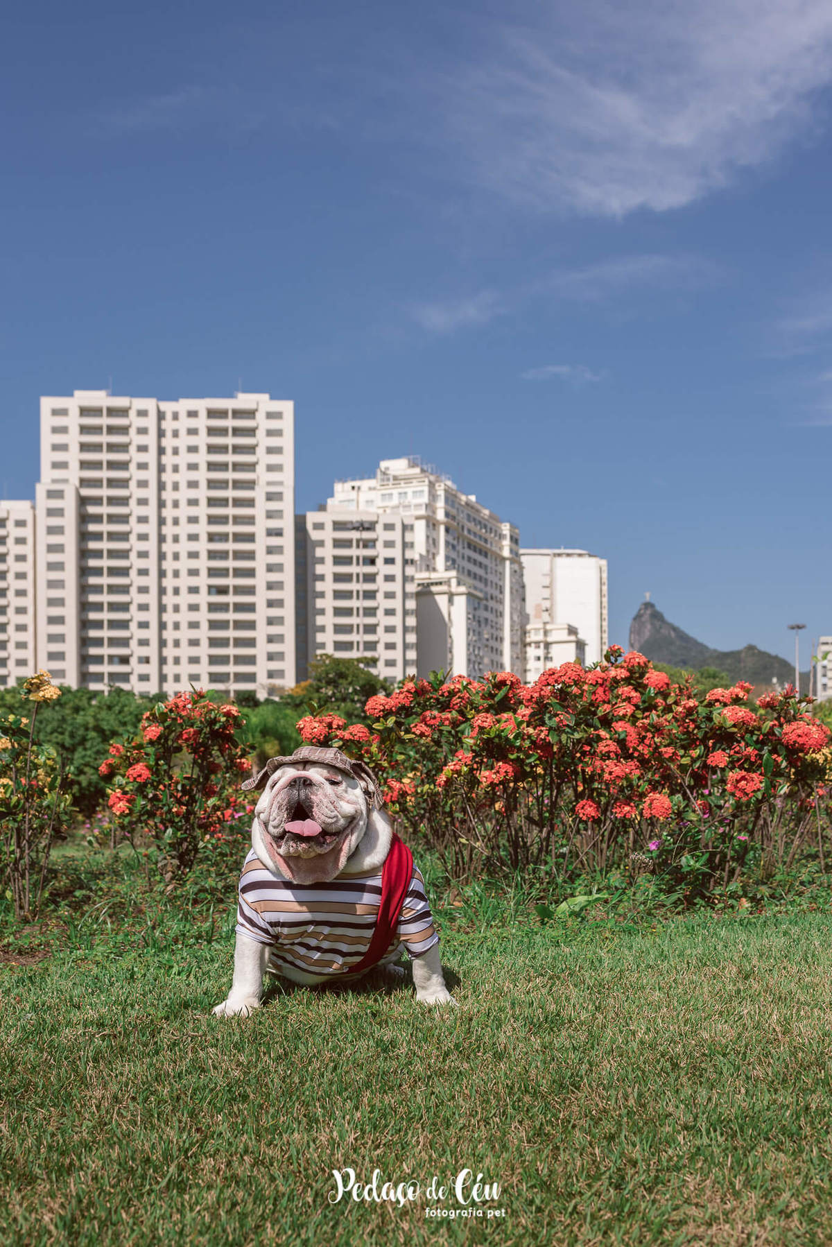 Fotografia pet Bulldog inglês rj - Aterro do Flamengo