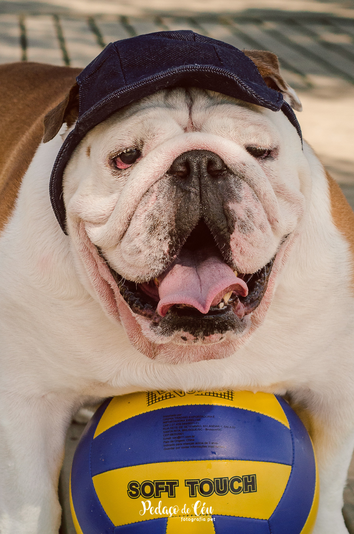 Fotografia pet Bulldog inglês rj - Aterro do Flamengo