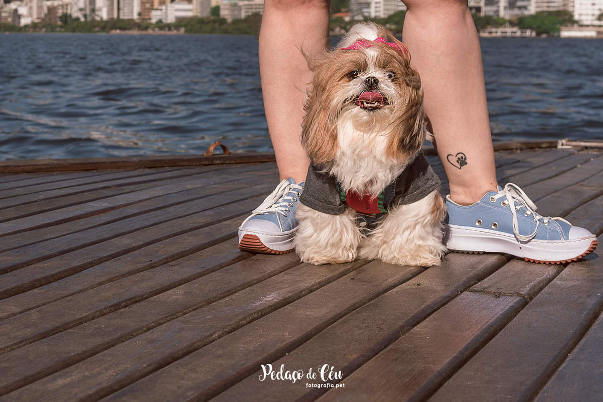 Fotografia pet shihtzu RJ Lagoa Rodrigo de Freitas