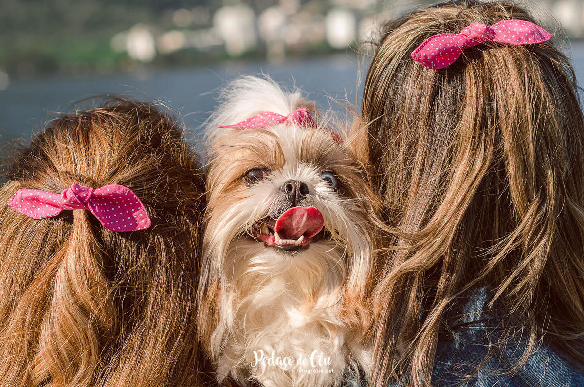 Fotografia pet shihtzu RJ Lagoa Rodrigo de Freitas
