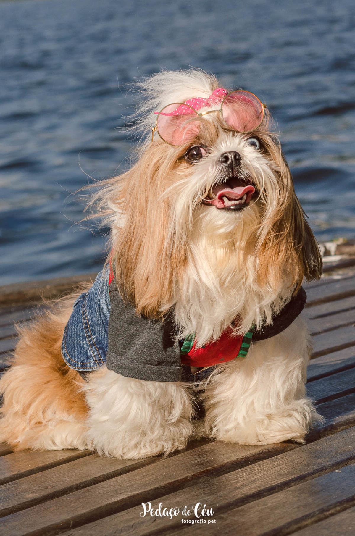 Fotografia pet shihtzu RJ Lagoa Rodrigo de Freitas