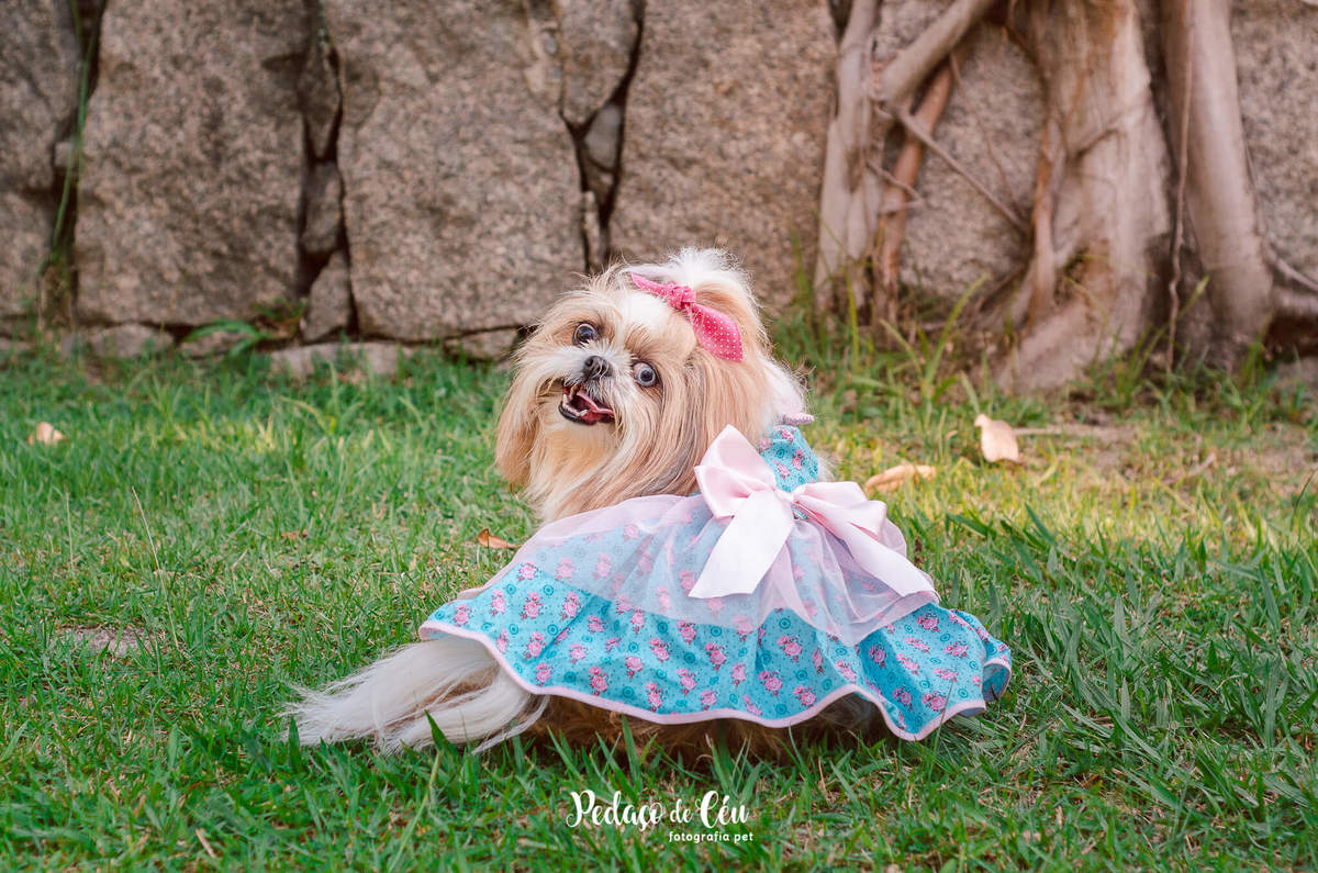 Fotografia pet shihtzu RJ Lagoa Rodrigo de Freitas