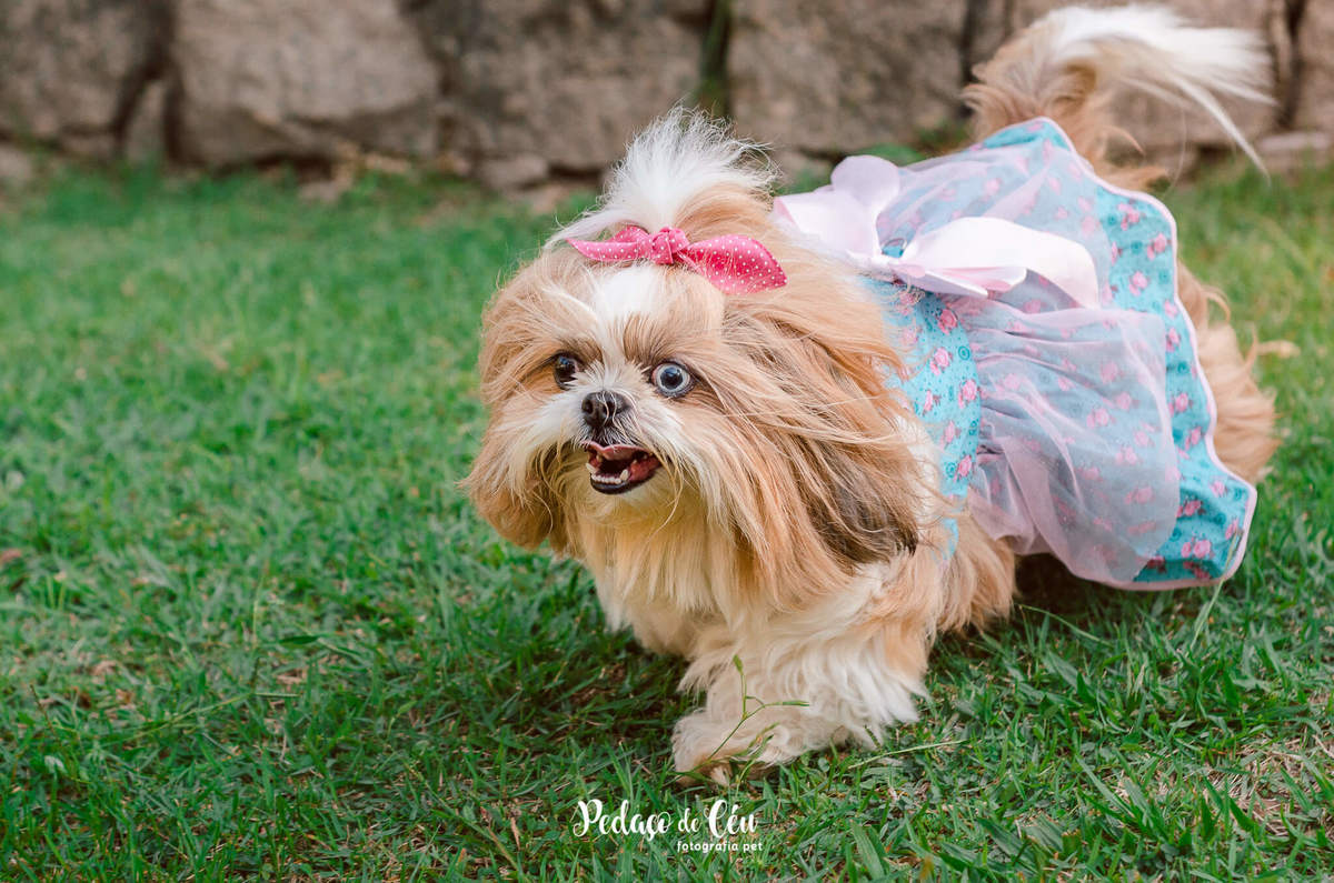 Fotografia pet shihtzu RJ Lagoa Rodrigo de Freitas