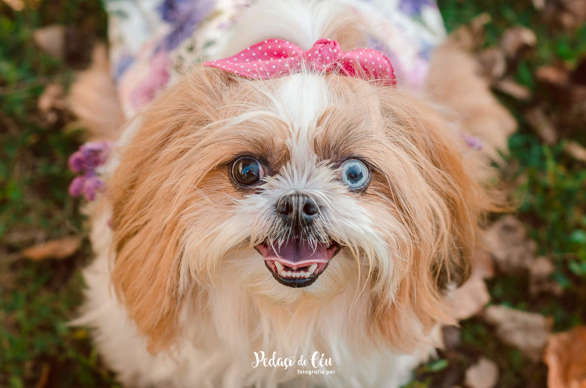 Fotografia pet shihtzu RJ Lagoa Rodrigo de Freitas