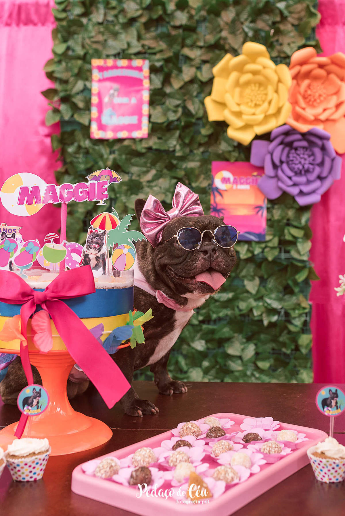 Aniversário pet bulldog francês