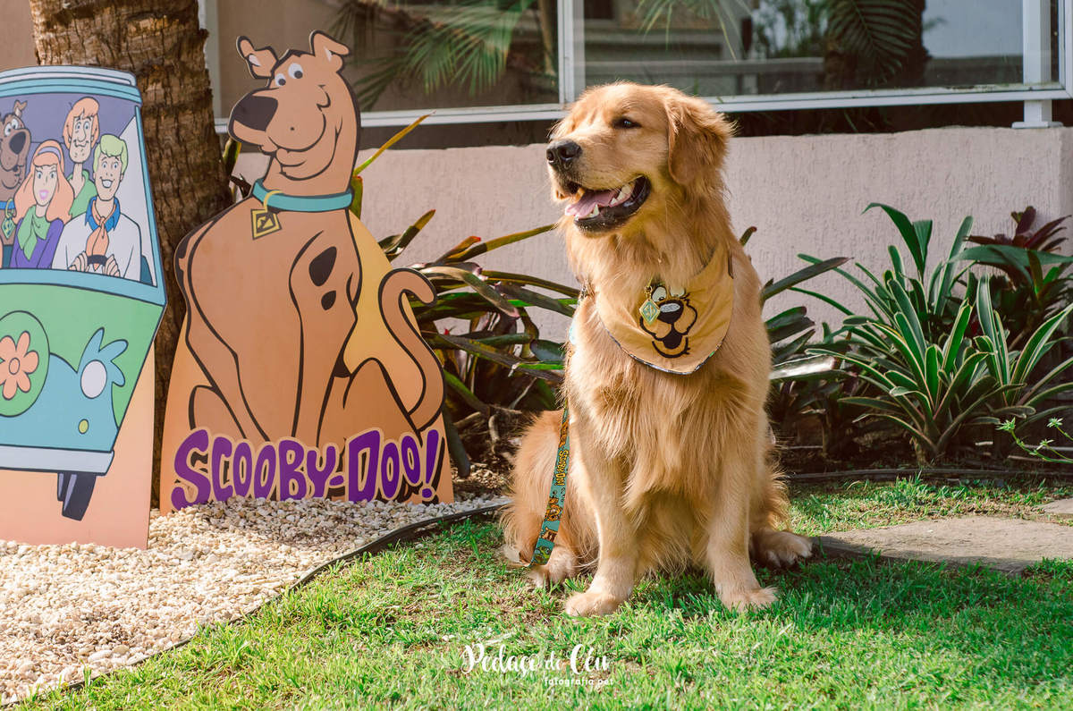 festa pet golden retriever