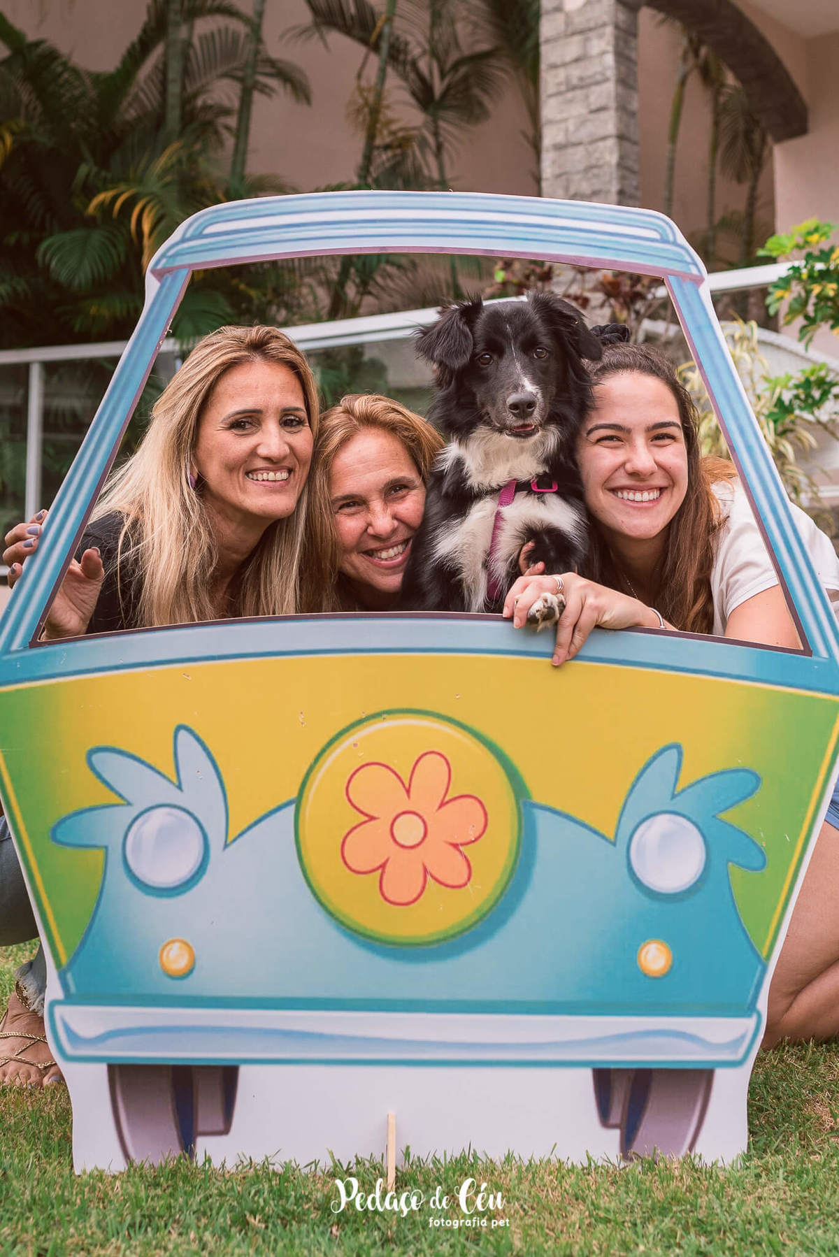 festa pet rj border collie scooby-doo