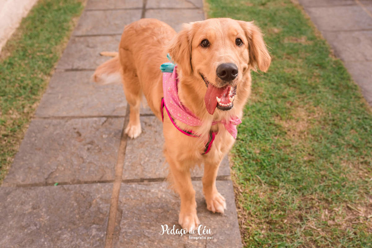 festa pet rj golden retriever