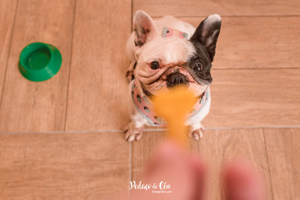 festa pet rj bulldog francês