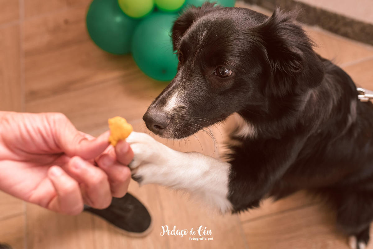 festa pet rj border colie