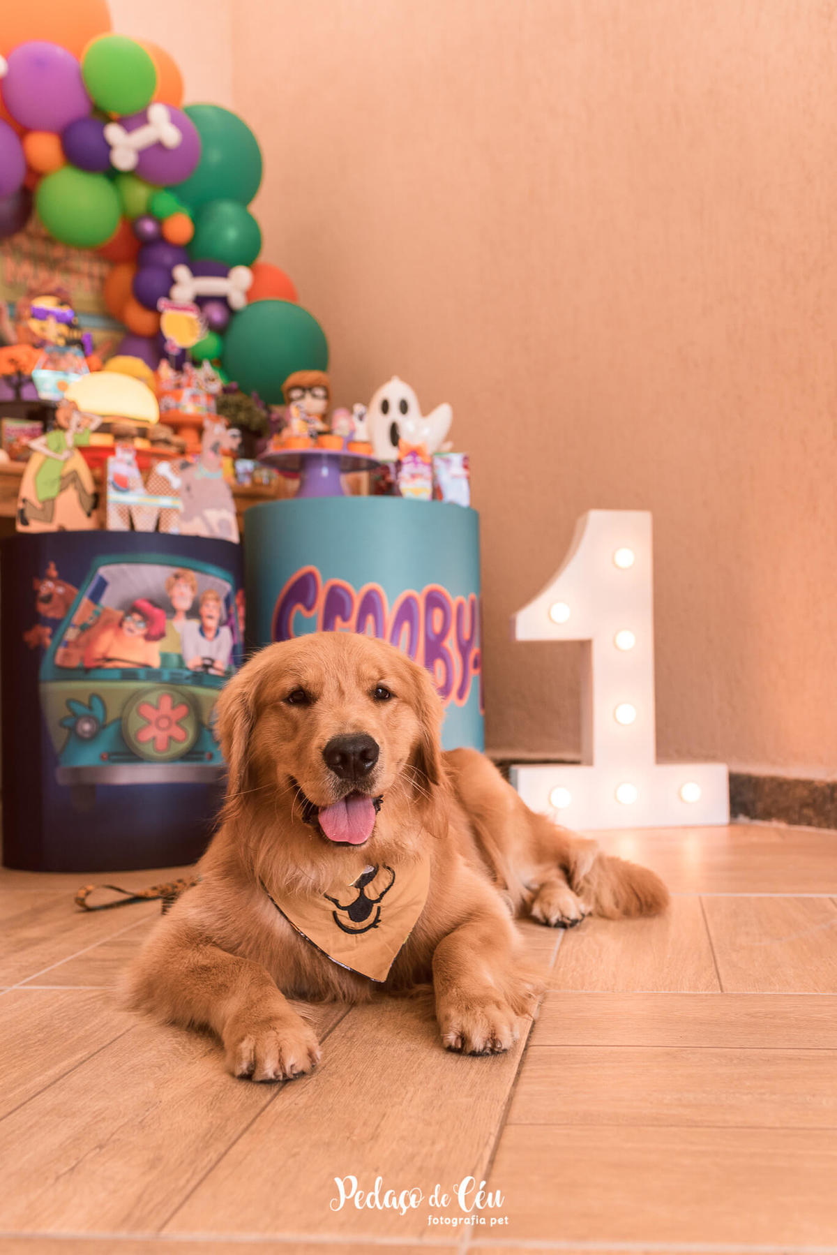 festa pet scooby-doo golden retriever