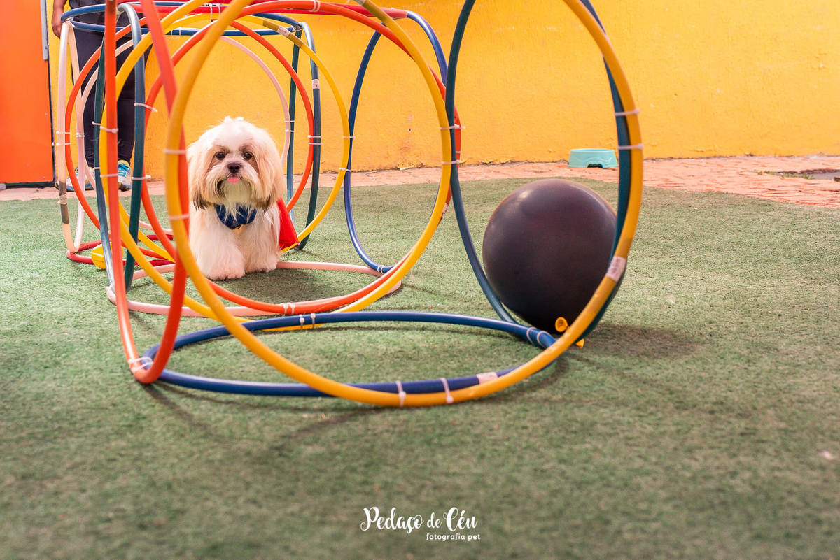 Festa pra cachorro RJ shihtzu