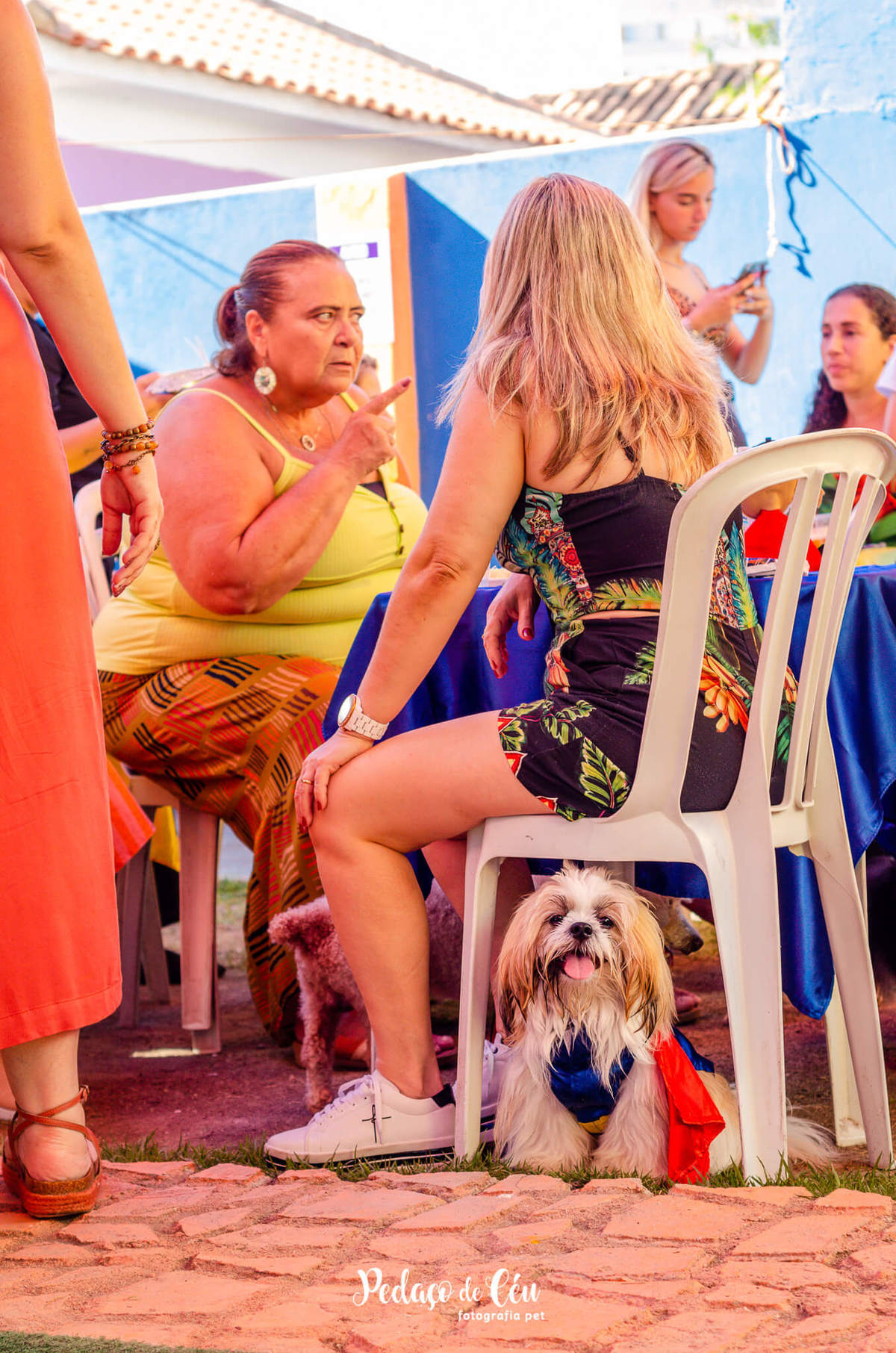 Festa pra cachorro RJ shihtzu