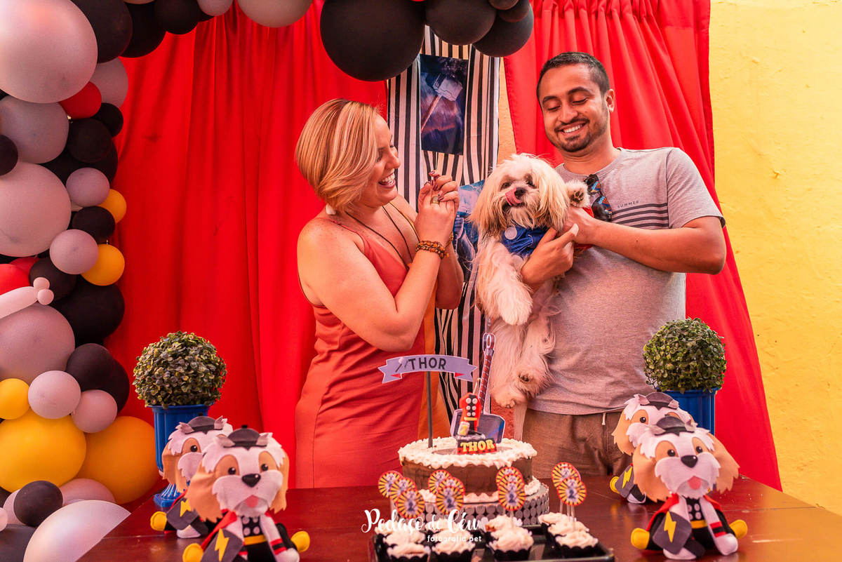 Festa pra cachorro RJ shihtzu