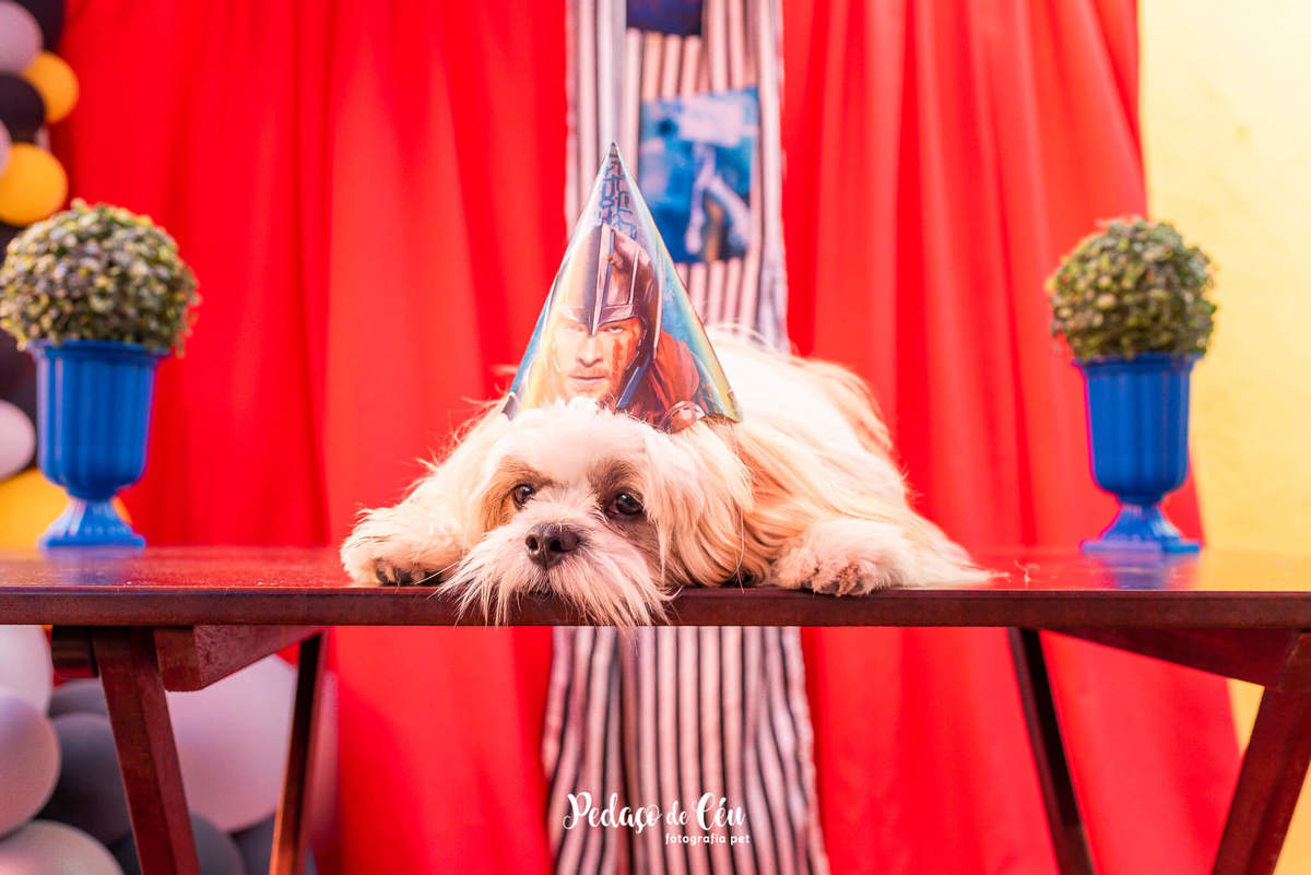 Festa pra cachorro RJ shihtzu