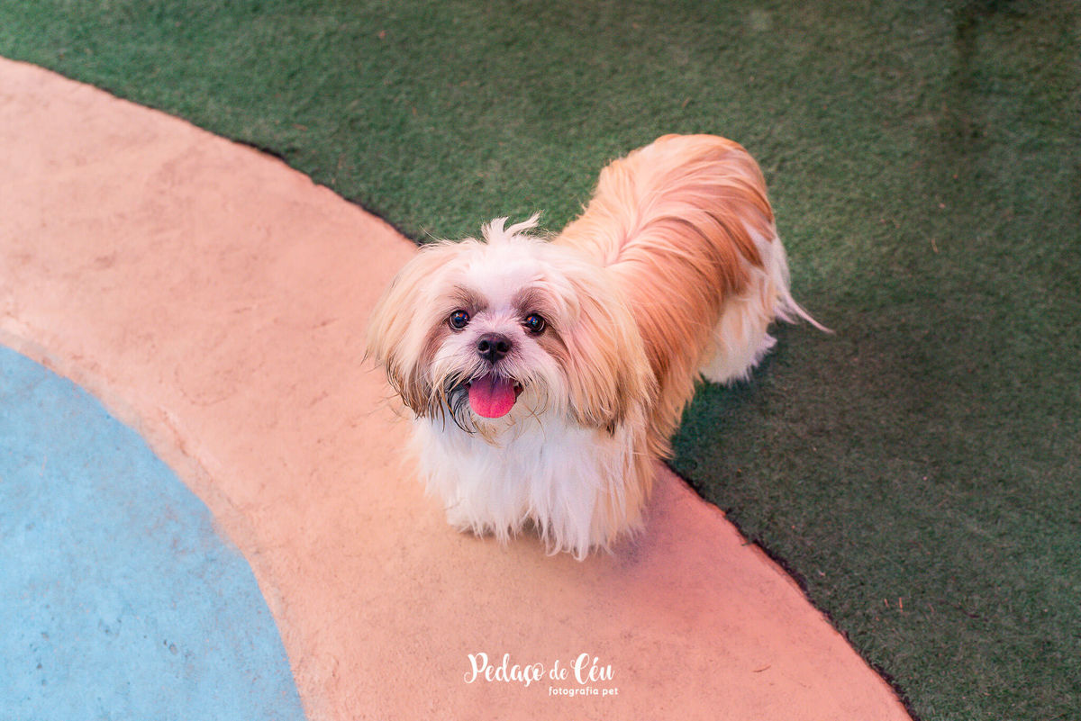 Festa pra cachorro RJ shihtzu
