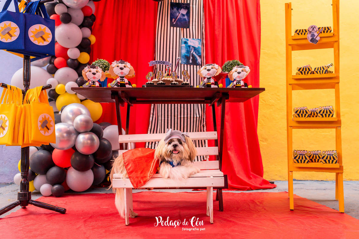 Festa pra cachorro RJ shihtzu
