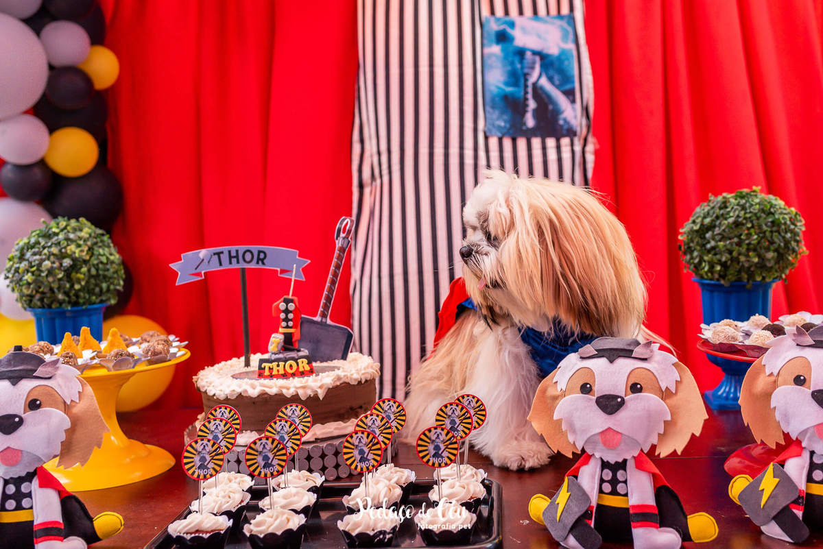 Festa pra cachorro RJ shihtzu