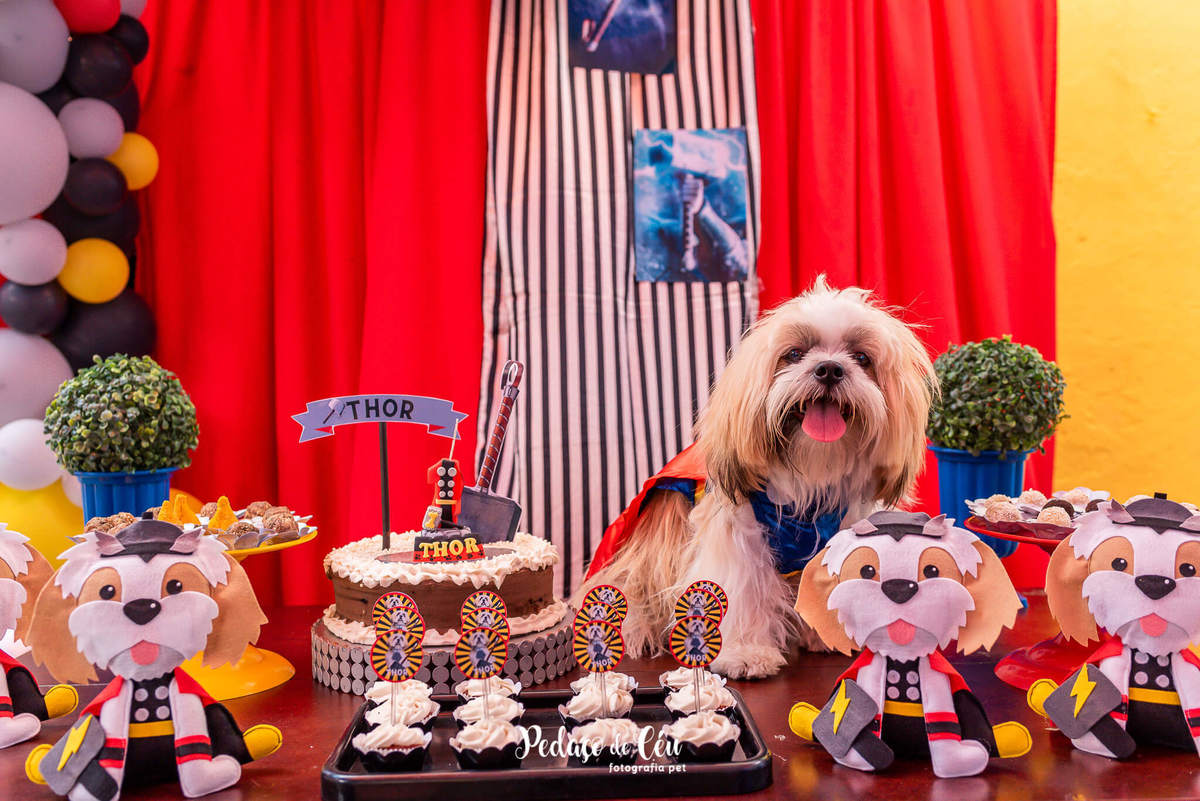 Festa pra cachorro RJ shihtzu