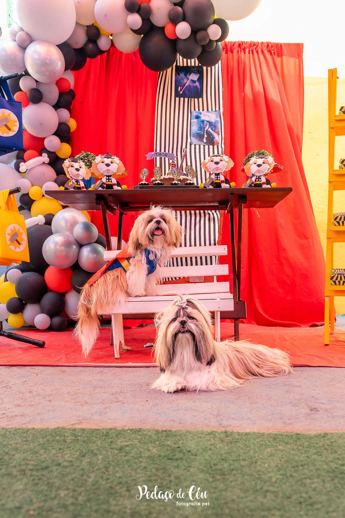 Festa pra cachorro RJ shihtzu