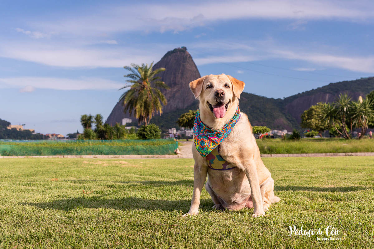 Ensaio pet labrador Aterro do Flamengo - Foto pet