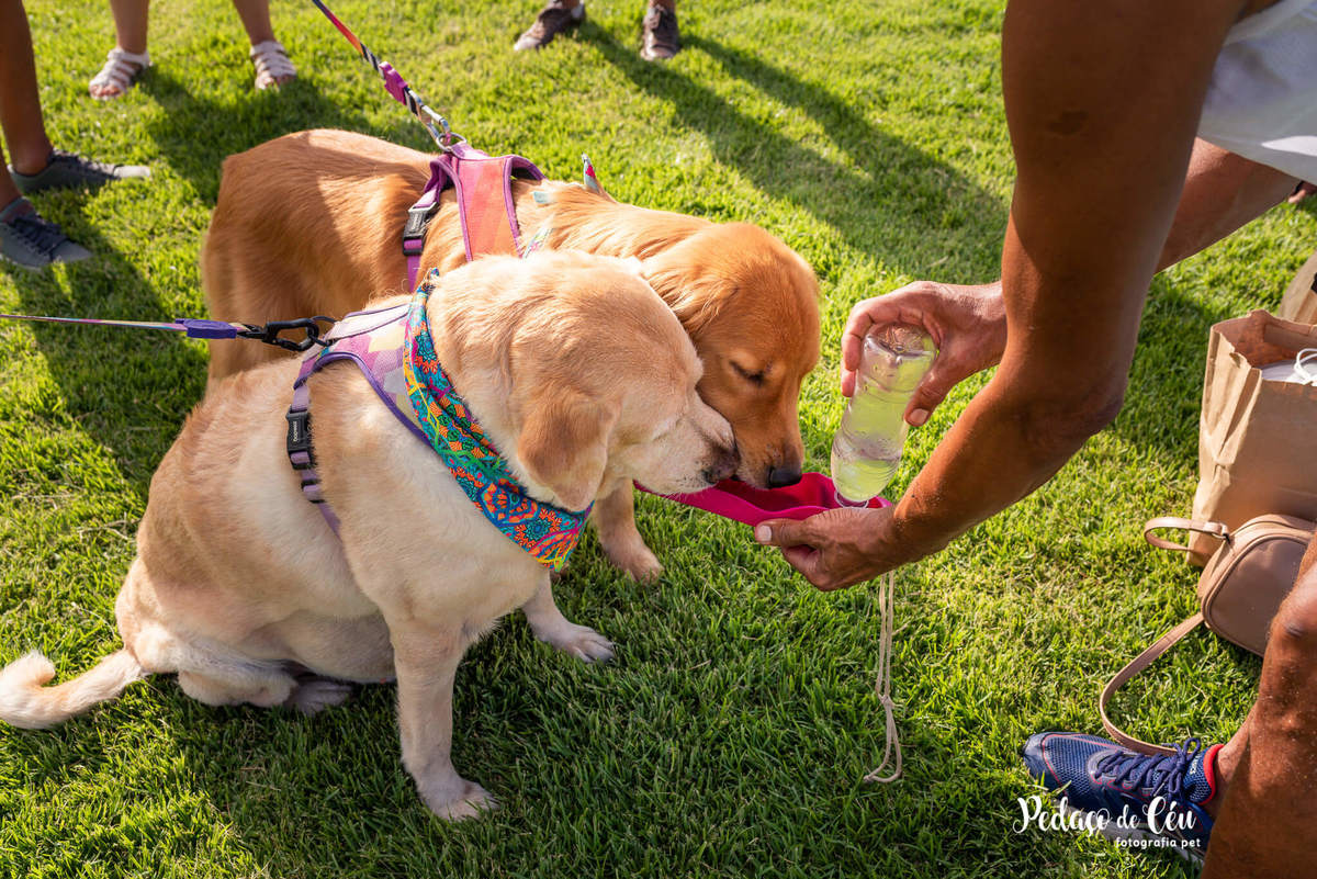 Ensaio pet labrador Aterro do Flamengo - Foto pet