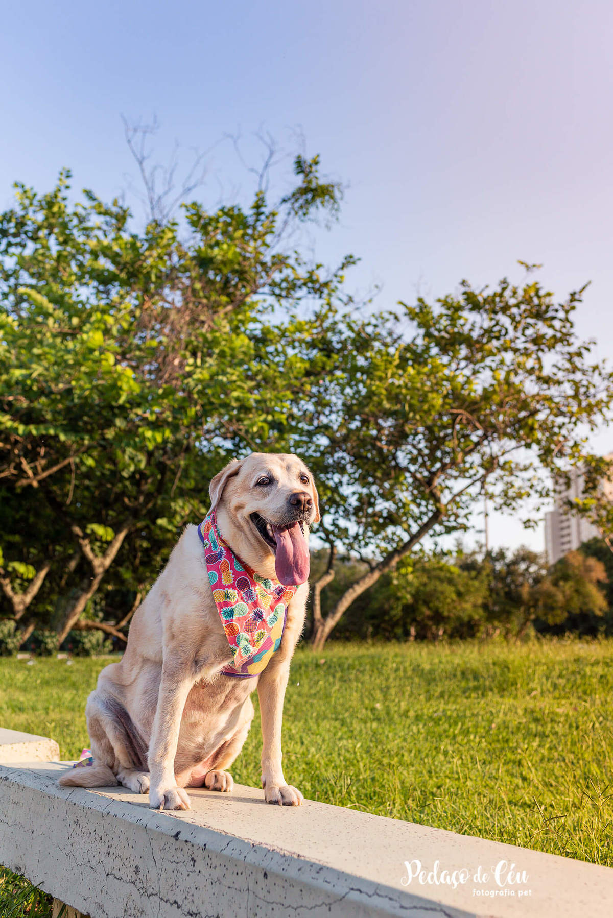 Ensaio pet labrador Aterro do Flamengo - Foto pet