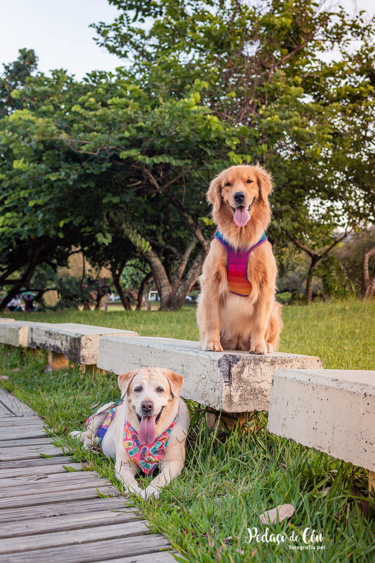 Ensaio pet labrador Aterro do Flamengo - Foto pet