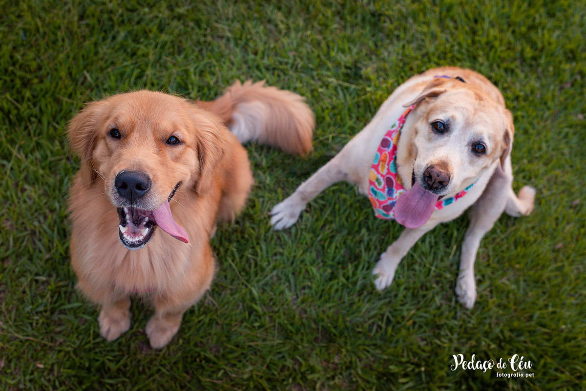 Ensaio pet labrador Aterro do Flamengo - Foto pet