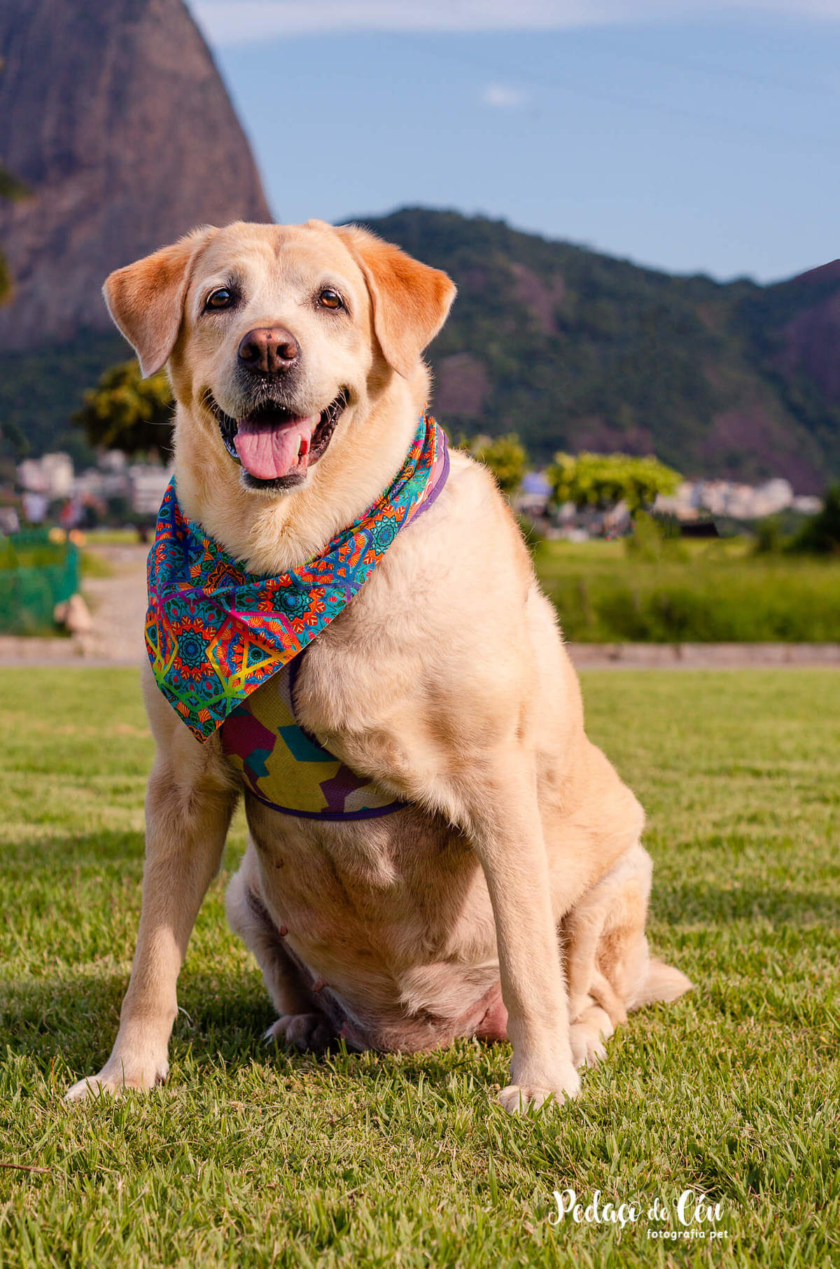 Ensaio pet labrador Aterro do Flamengo - Foto pet