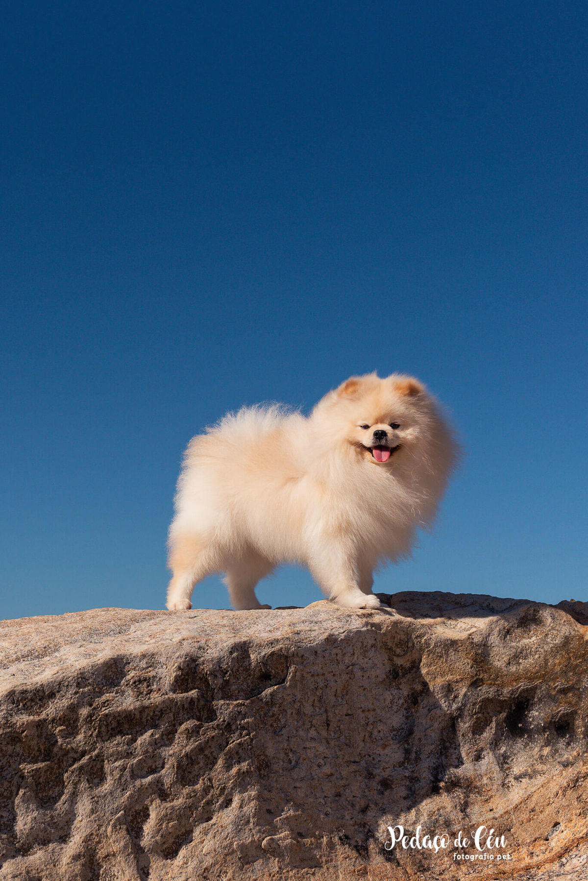 Ensaio Pet Spitz Arpoador