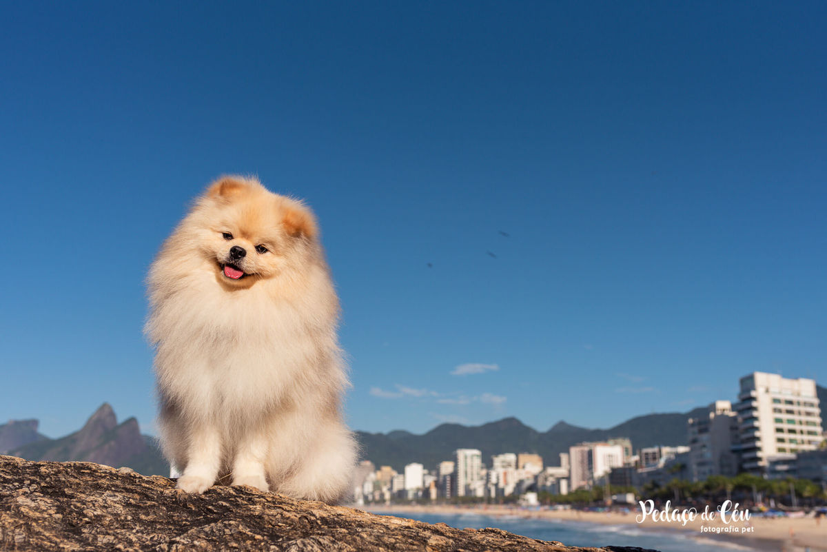 Ensaio Pet Spitz Praia Ipanema