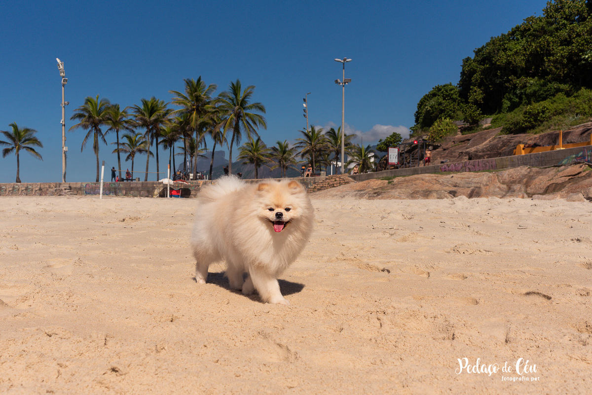 Ensaio Pet Spitz Praia Arpoador