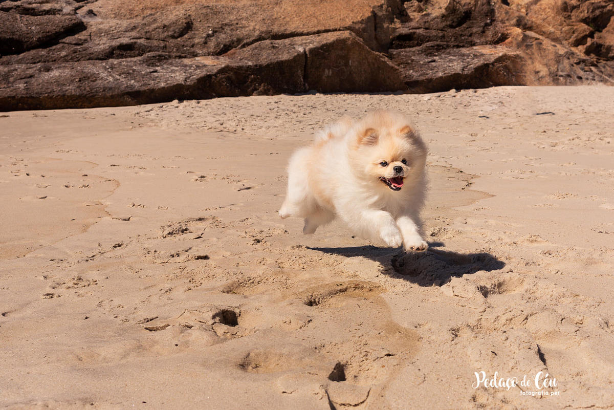 Ensaio Pet Spitz Praia Arpoador