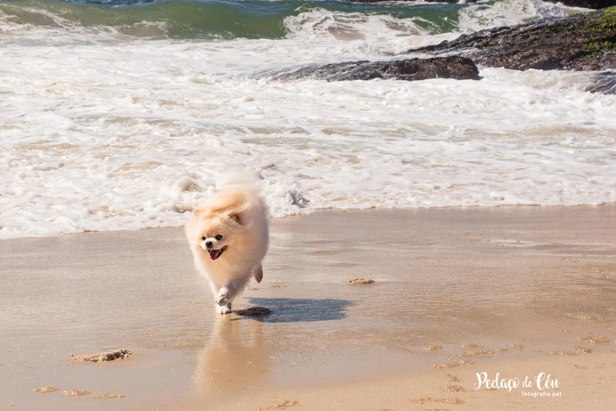 Ensaio Pet Spitz Praia Arpoador