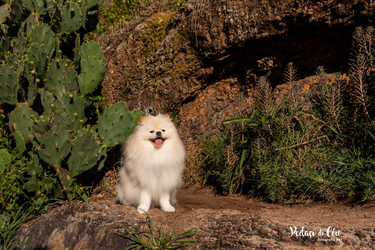 Ensaio Pet Spitz Arpoador