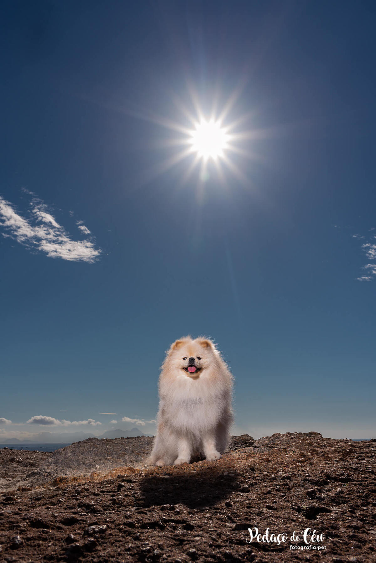 Ensaio Pet Spitz Arpoador