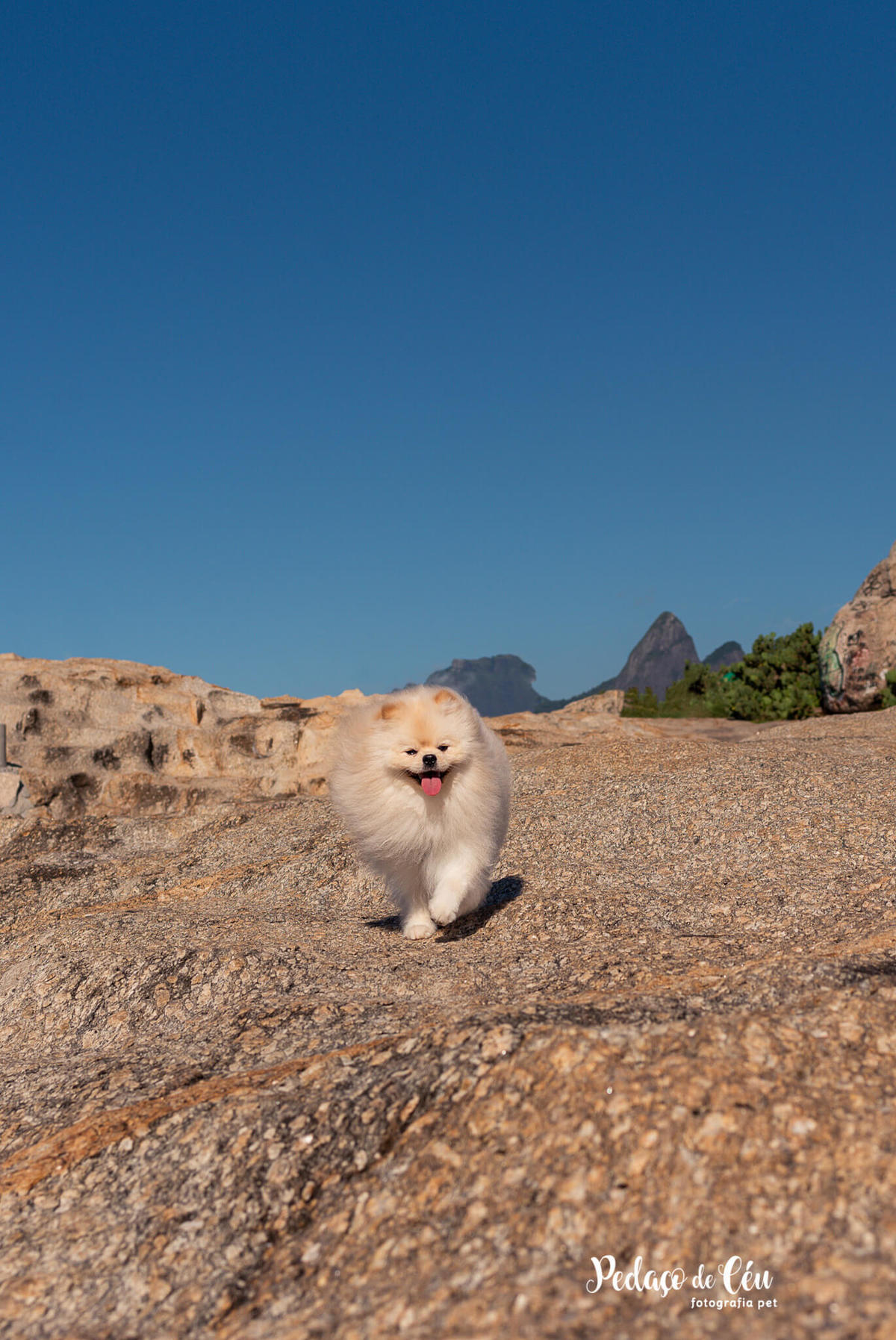 Ensaio Pet Spitz Arpoador
