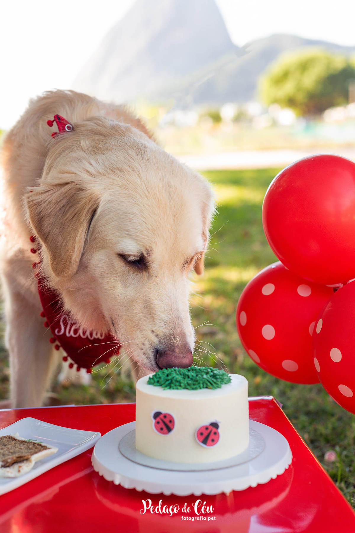 Smash the Cake para cachorro Aterro do Flamengo RJ