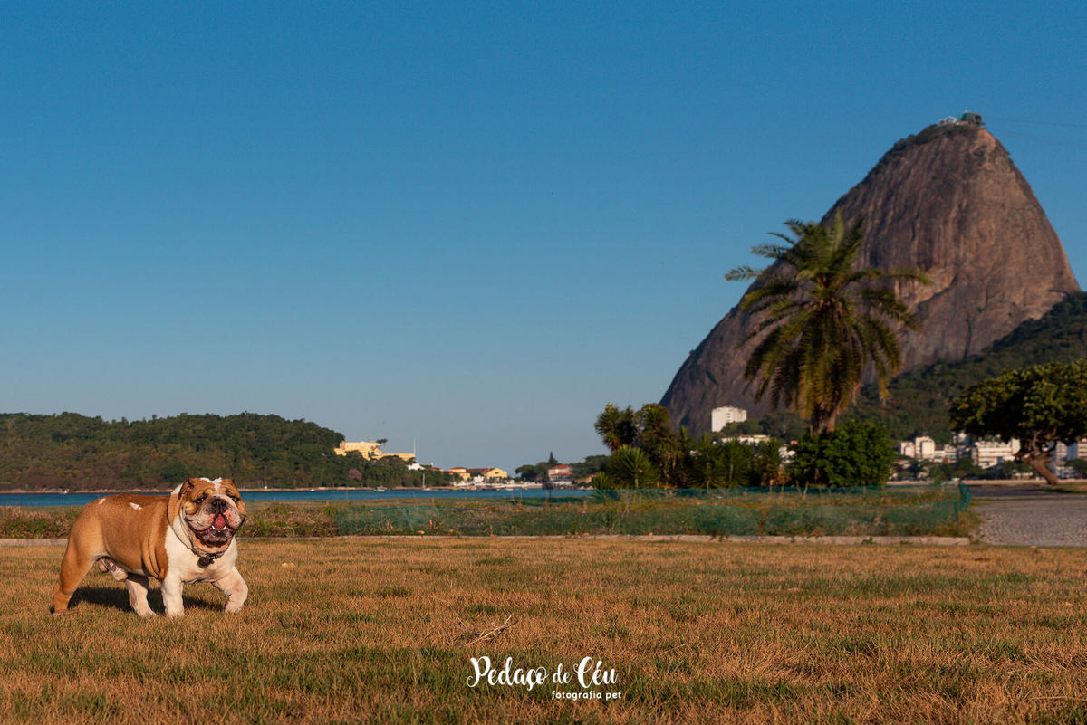 Ensaio pet bulldog Aterro do Flamengo Rio de Janeiro