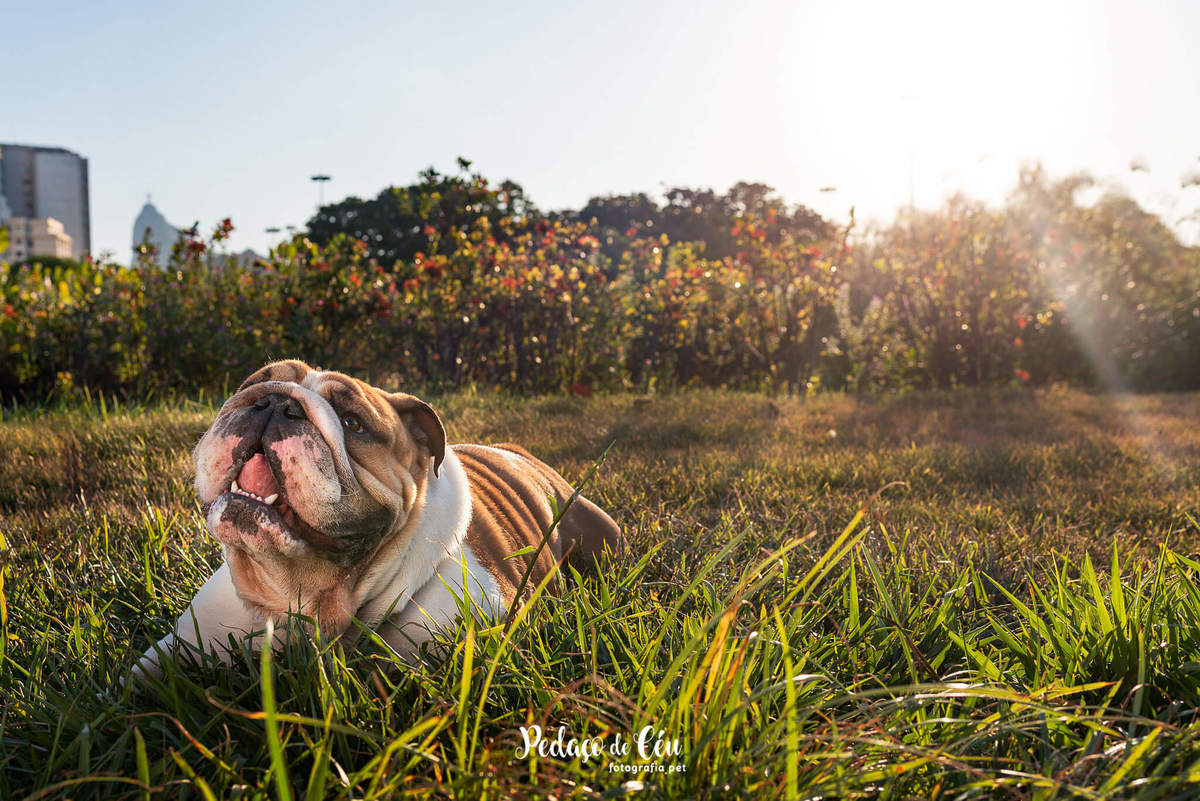 Ensaio pet bulldog Aterro do Flamengo Rio de Janeiro