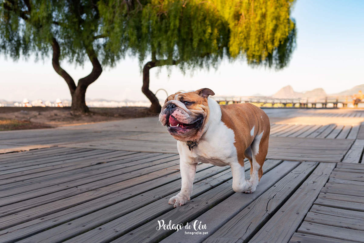 Ensaio pet bulldog Aterro do Flamengo Rio de Janeiro
