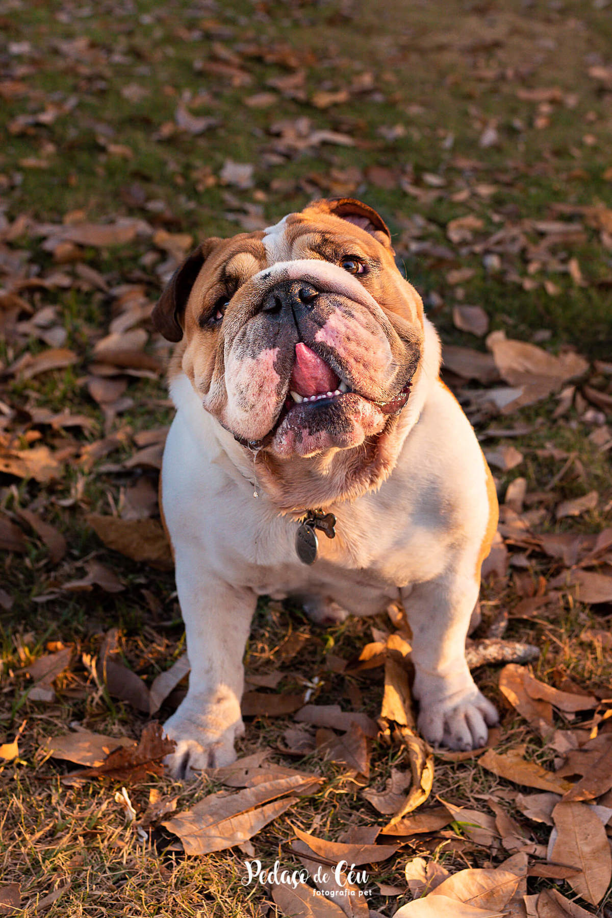 Ensaio pet bulldog Aterro do Flamengo Rio de Janeiro