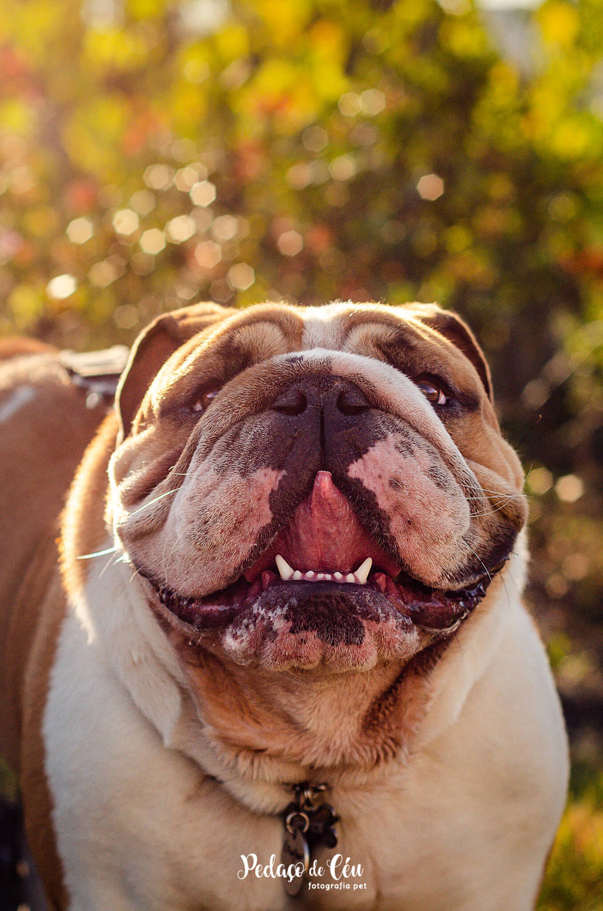 Ensaio pet bulldog Aterro do Flamengo Rio de Janeiro
