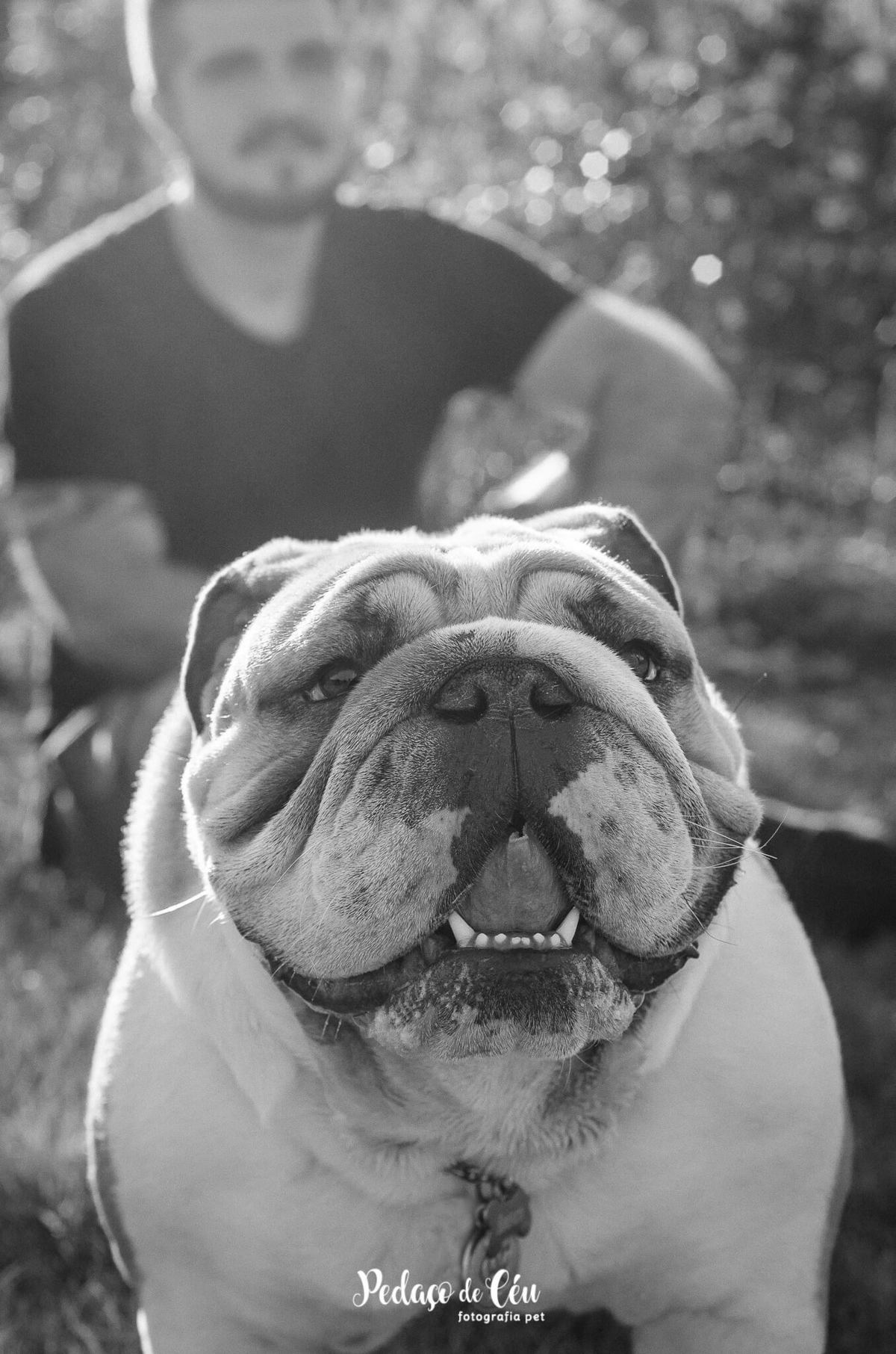 Ensaio pet bulldog Aterro do Flamengo Rio de Janeiro