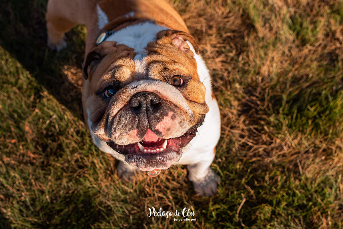 Ensaio pet bulldog Aterro do Flamengo Rio de Janeiro