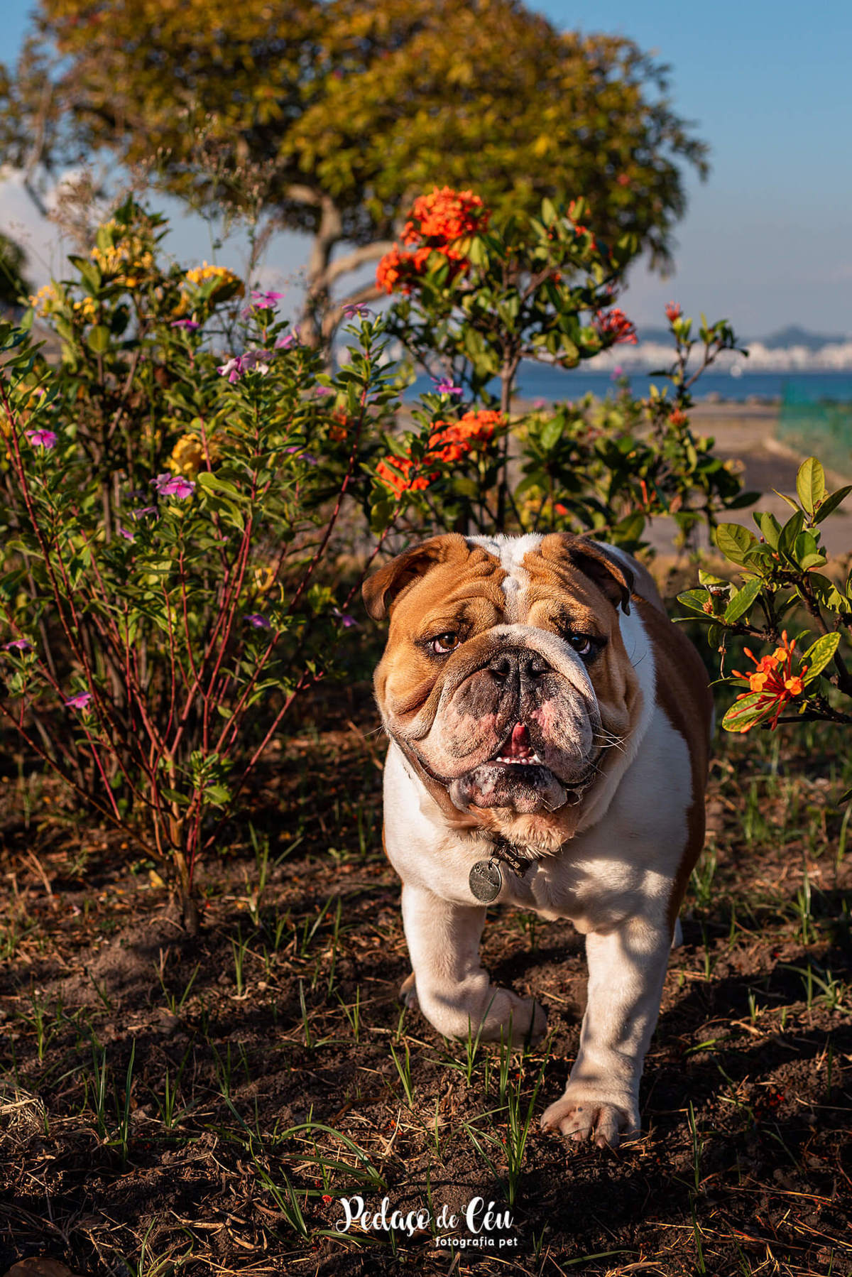 Ensaio pet bulldog Aterro do Flamengo Rio de Janeiro